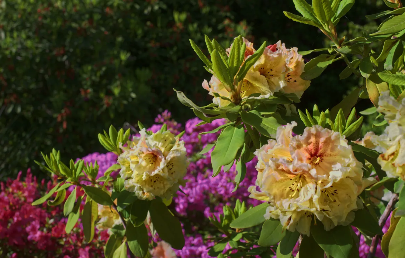 Photo wallpaper the bushes, Azalea, rhododendrons