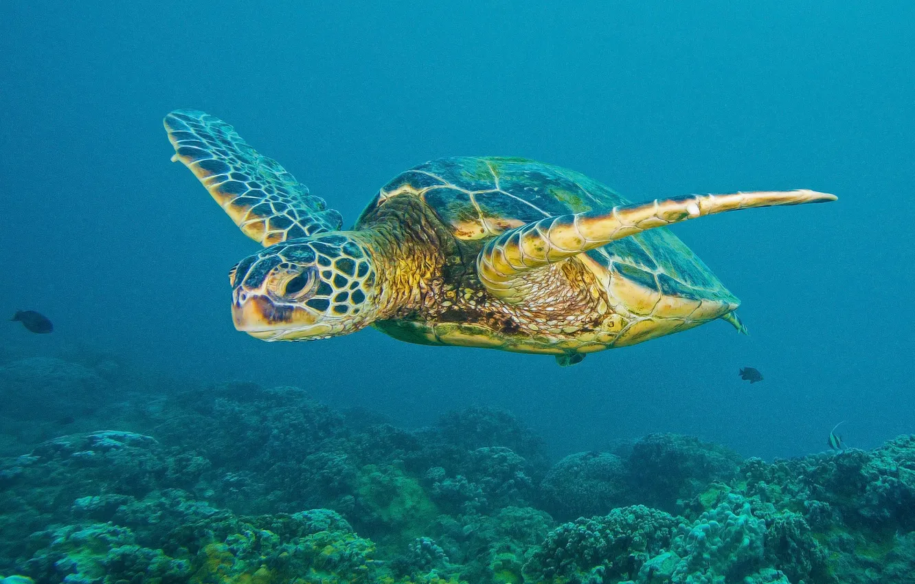 Photo wallpaper sea, nature, the ocean, turtle