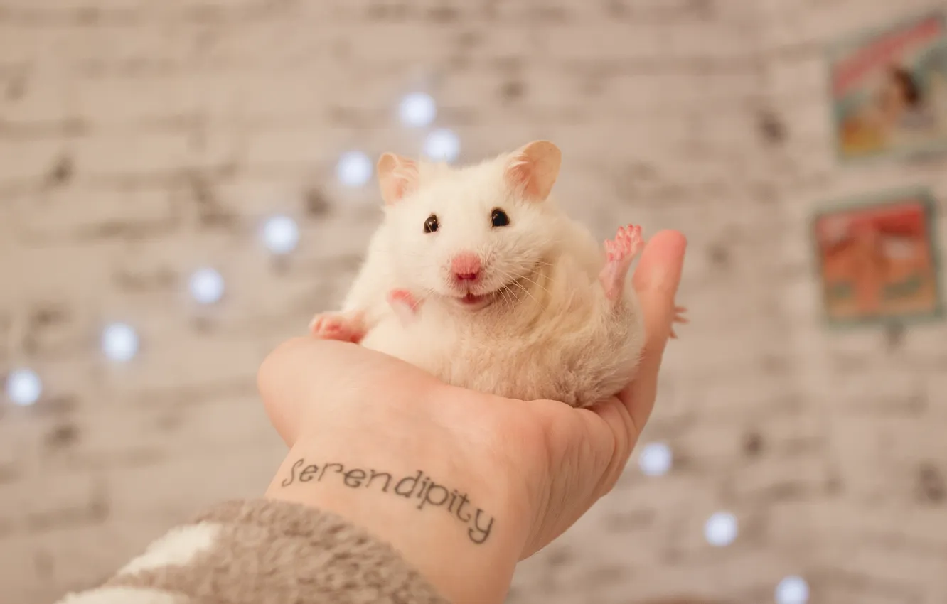 Photo wallpaper white, hand, hamster, tattoo