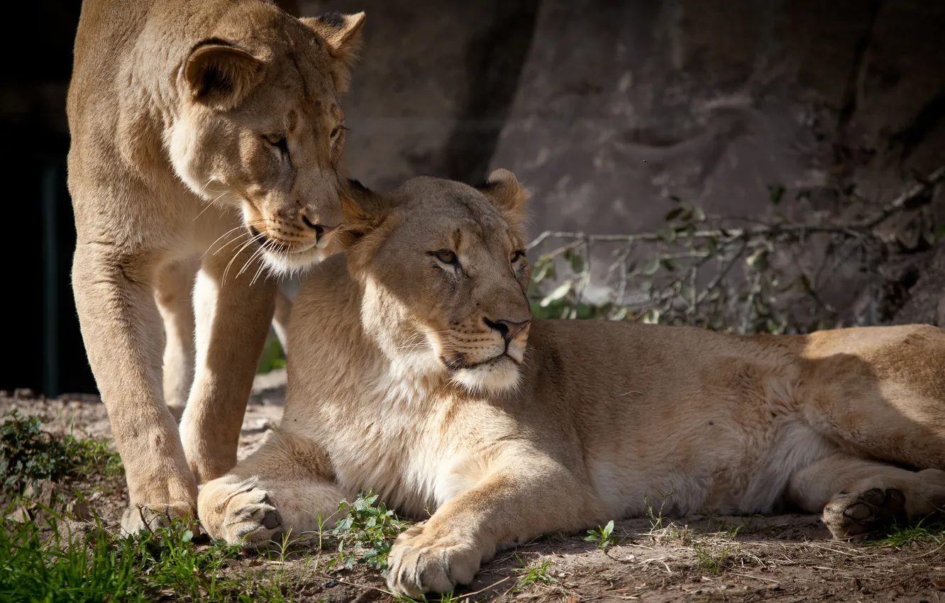 Photo wallpaper grass, cats, stay, pair, lioness