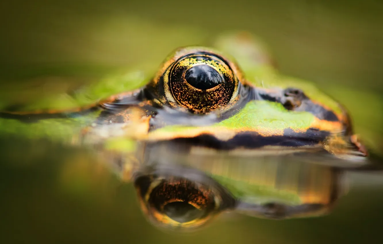 Photo wallpaper eyes, water, frog