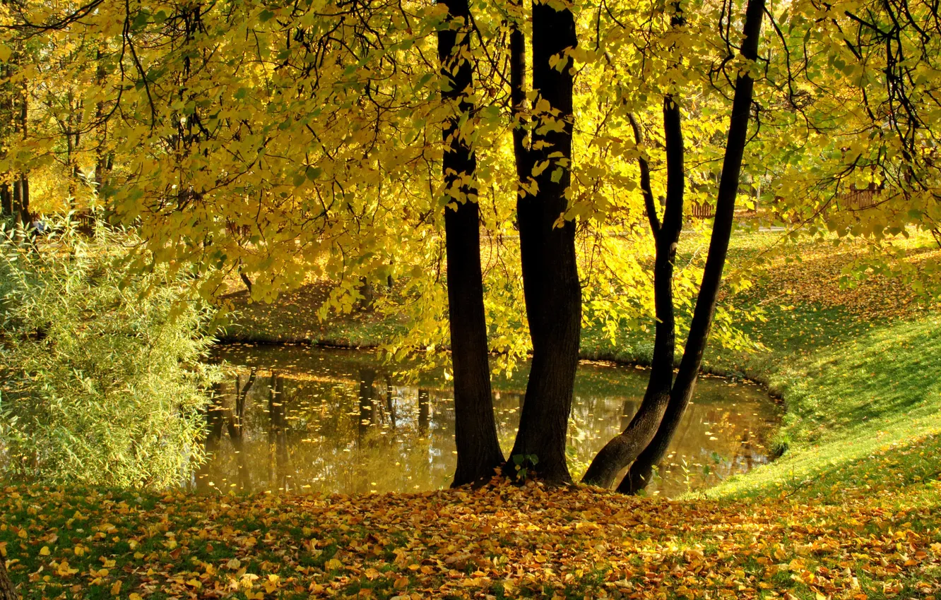 Photo wallpaper autumn, leaves, trees, yellow, pond, Park, Vorontsovo
