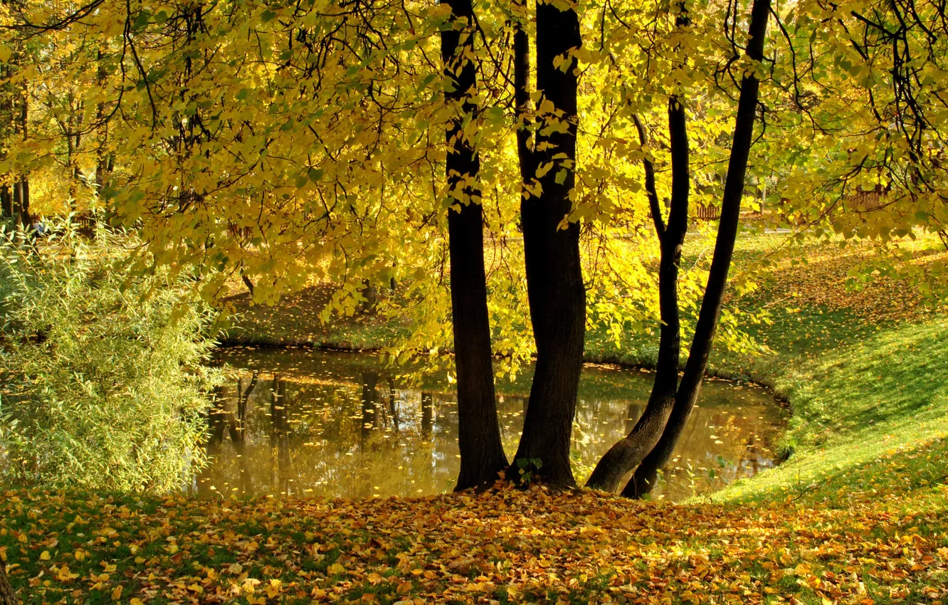 Photo wallpaper autumn, leaves, trees, pond, Park, yellow, Vorontsovo