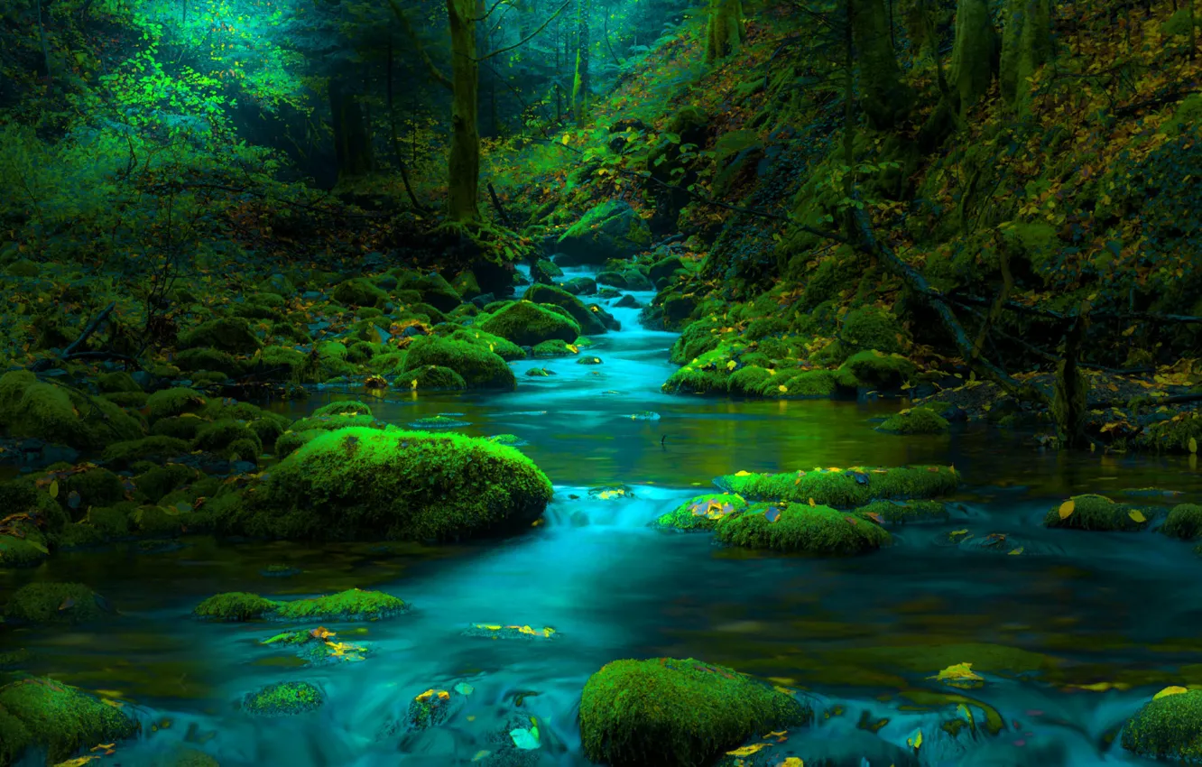 Photo wallpaper forest, trees, landscape, nature, stream, stones, for, moss
