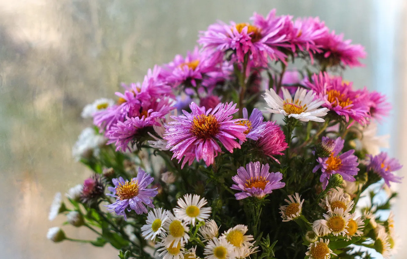 Photo wallpaper drops, chamomile, bouquet, asters
