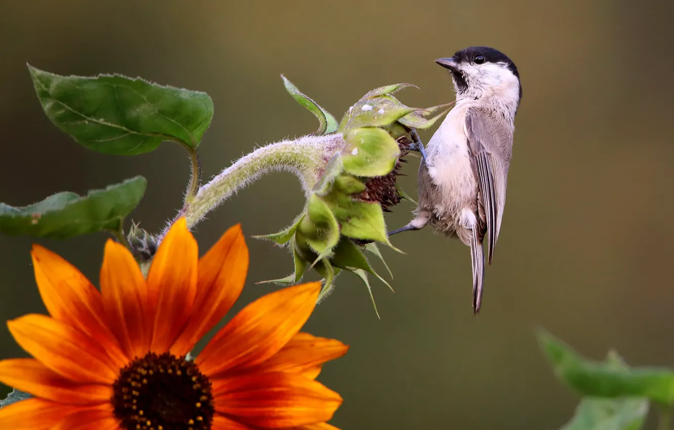 Photo wallpaper sunflowers, background, bird, tit, Belogolova atricapillus