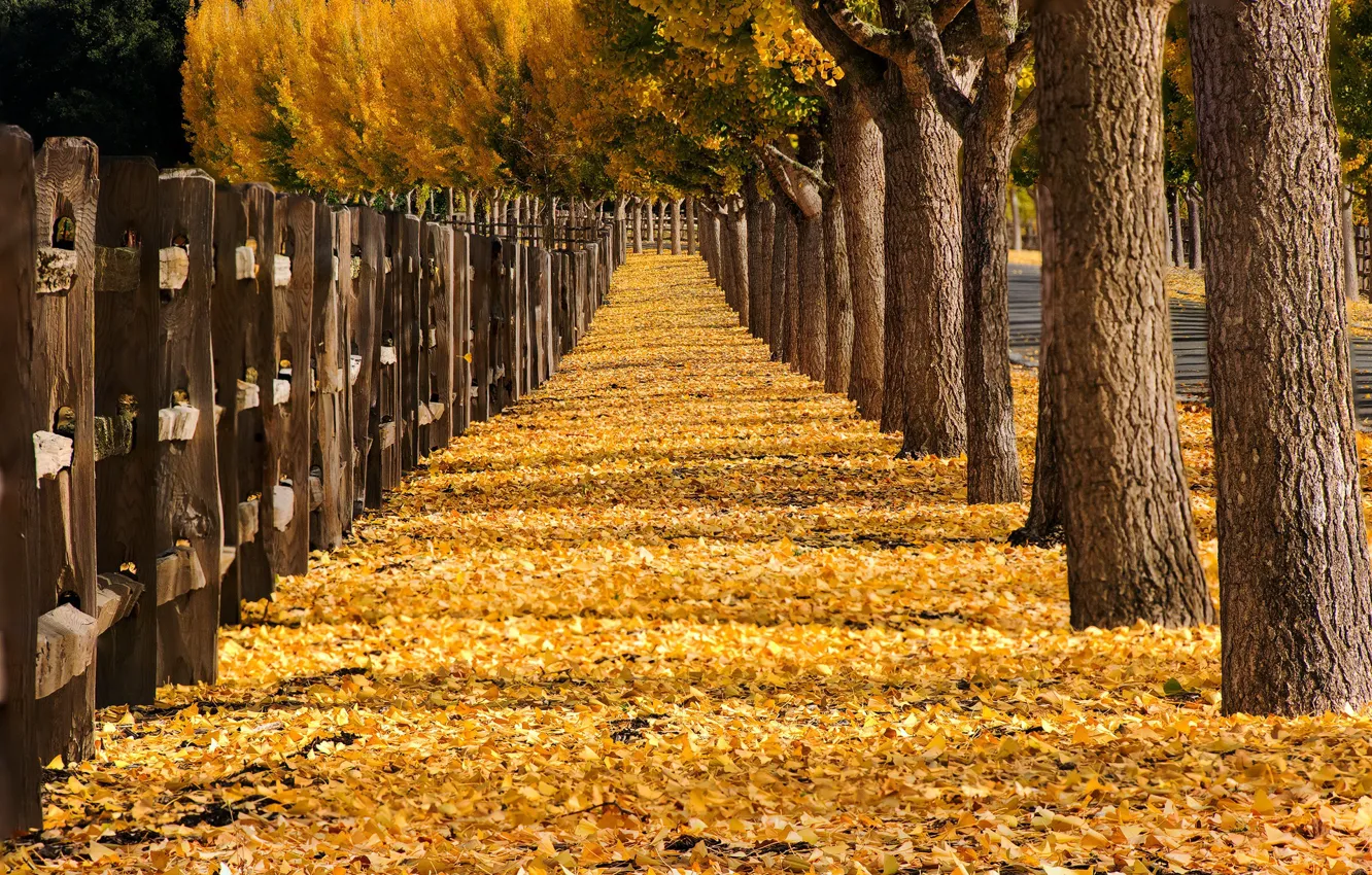 Photo wallpaper autumn, the city, street