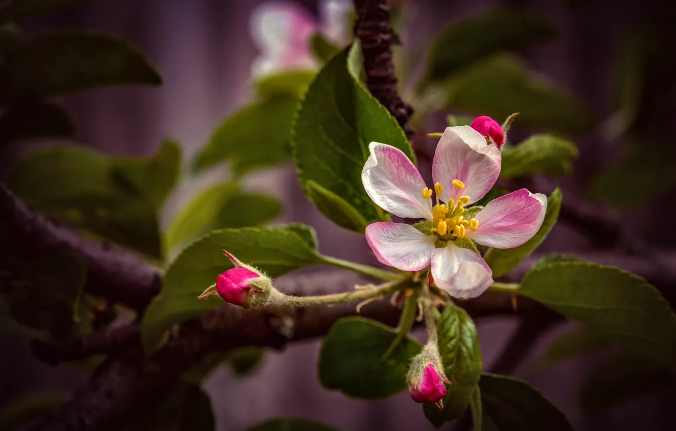 Photo wallpaper leaves, flowers, branches, the dark background, spring, pink, Apple, buds