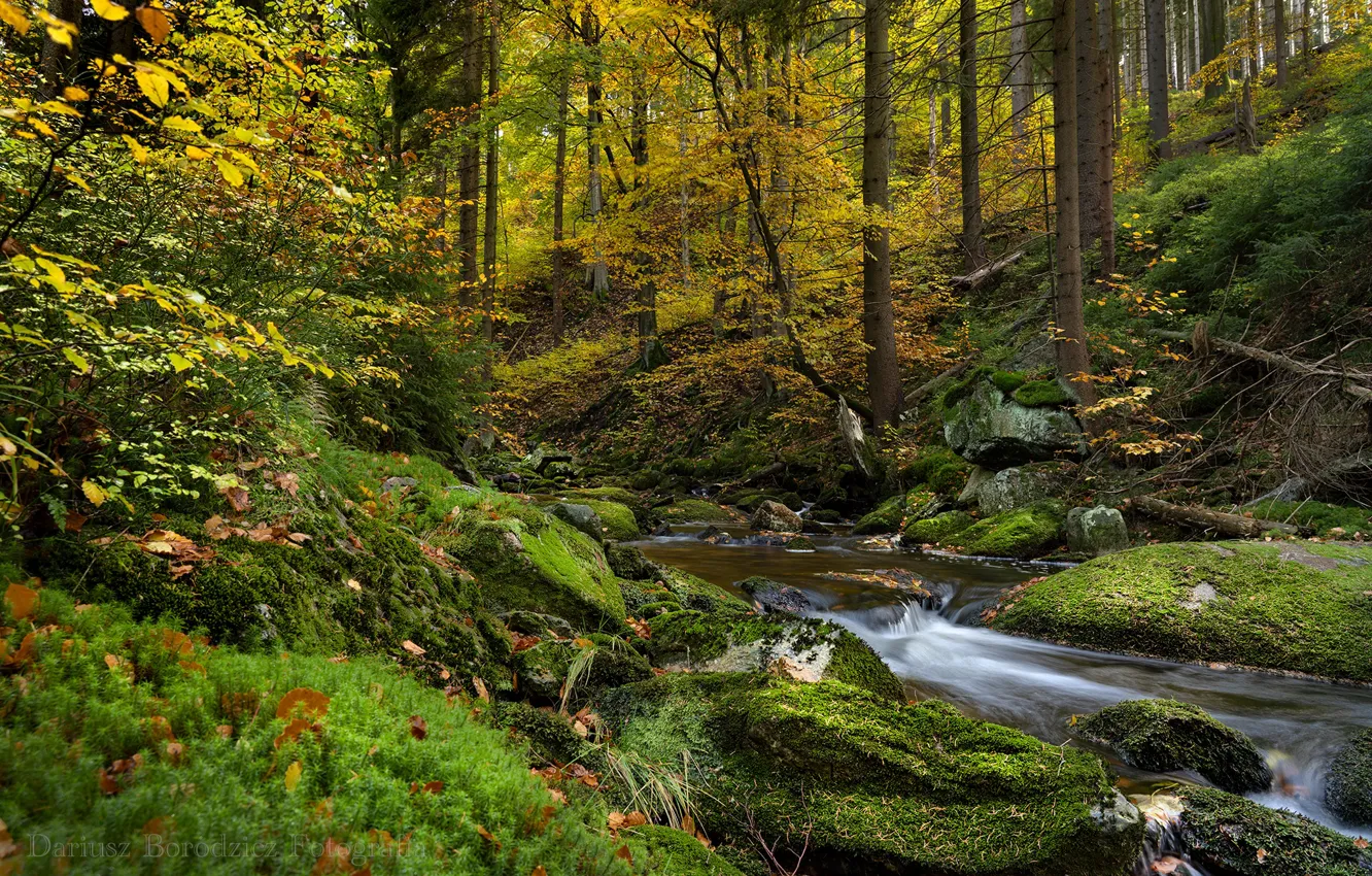 Photo wallpaper autumn, forest, trees, stream, moss, Poland, Poland, Karkonosze National Park