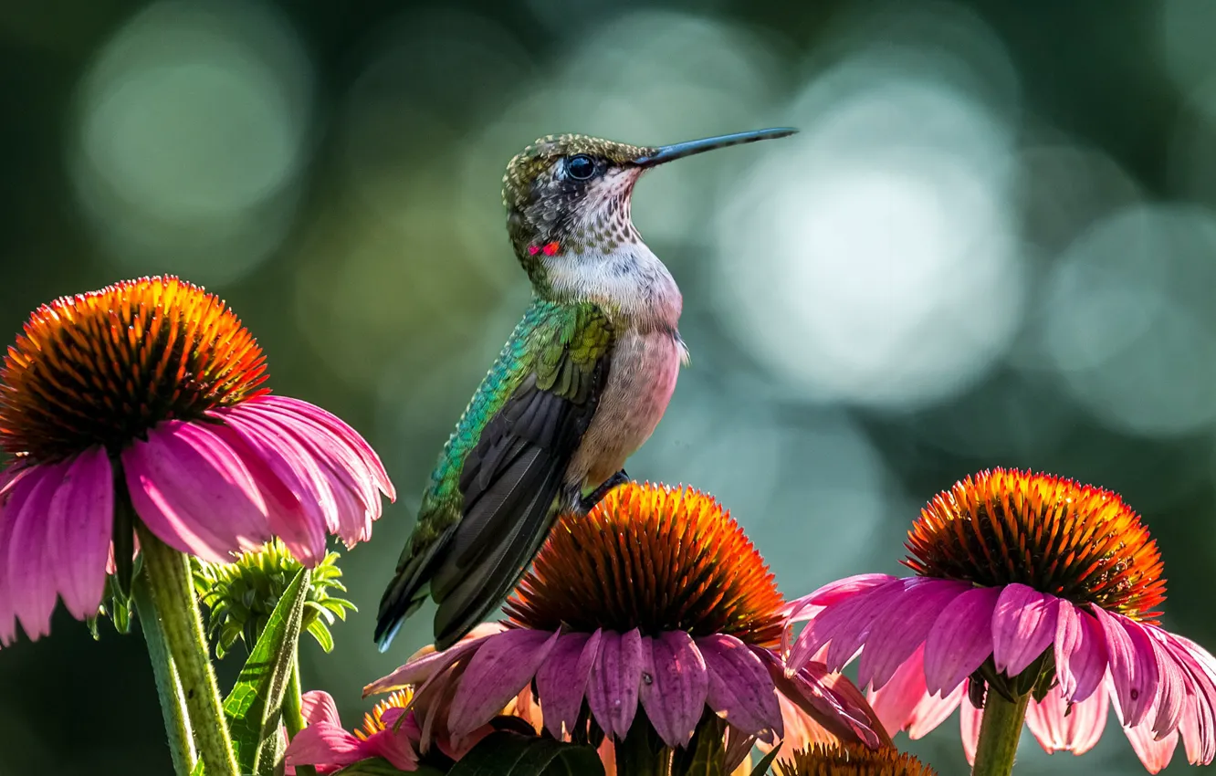 Photo wallpaper flowers, background, Hummingbird