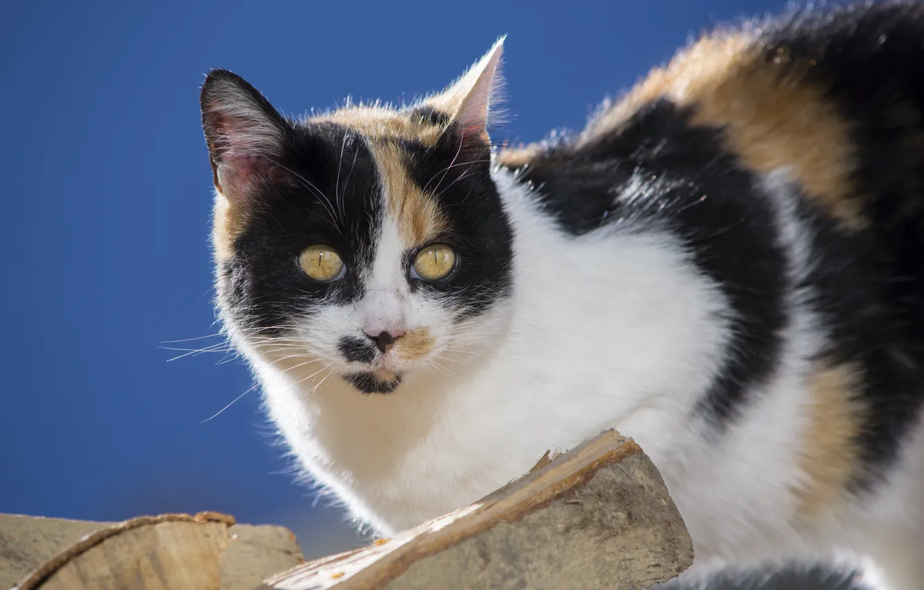 Photo wallpaper cat, look, logs