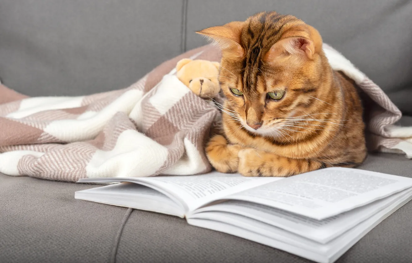 Photo wallpaper cat, cat, look, pose, book, bear, plaid, face