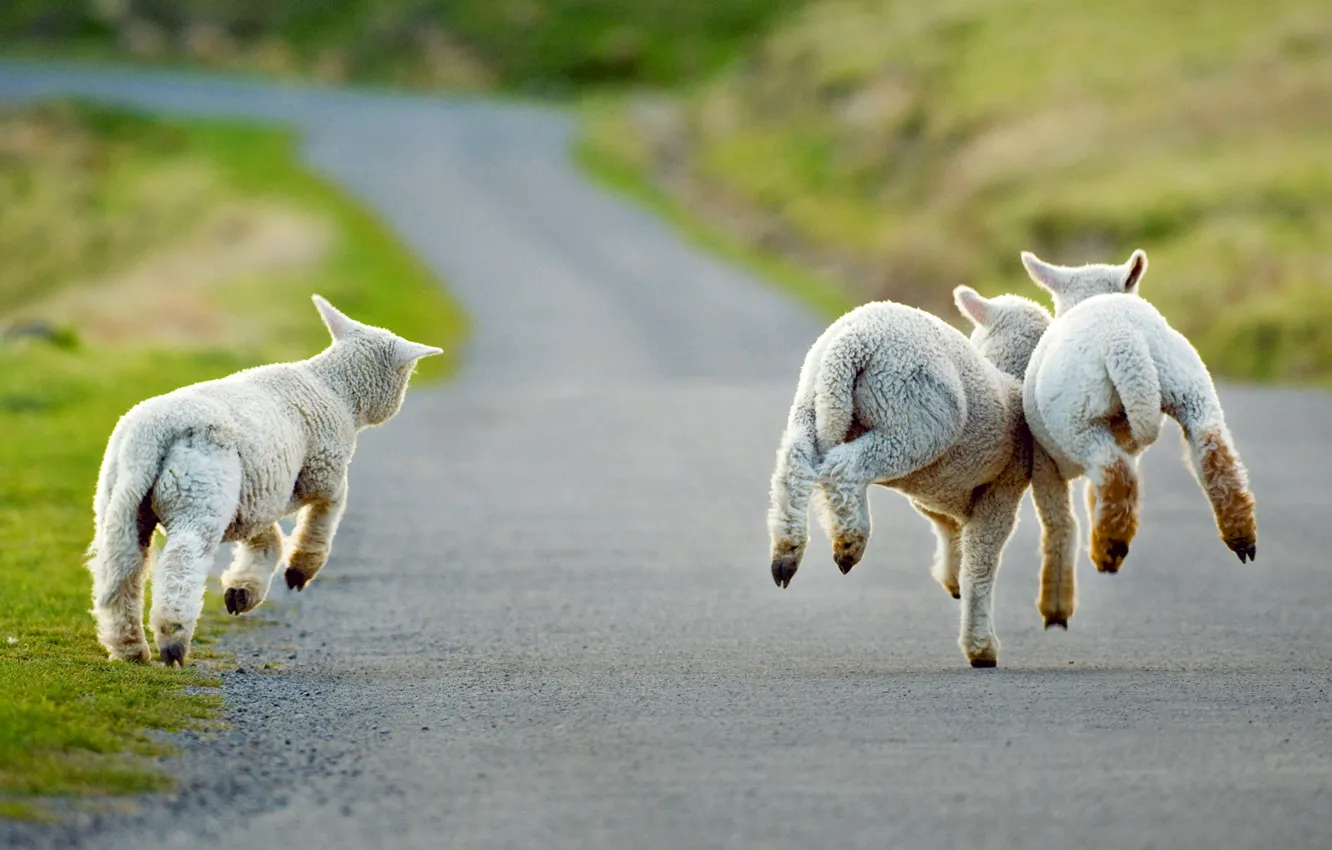 Photo wallpaper road, New Zealand, lambs, Christchurch