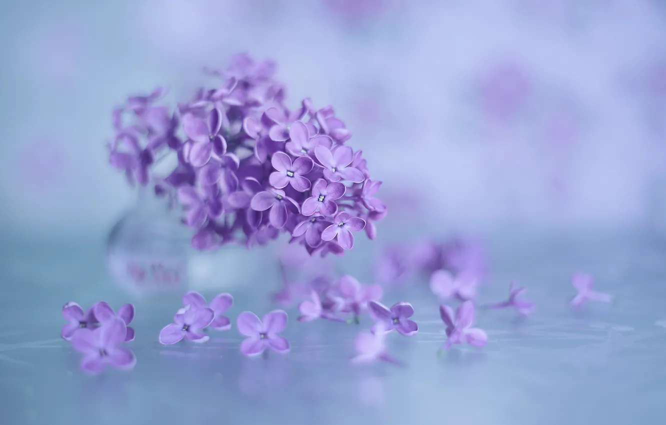 Photo wallpaper macro, background, lilac