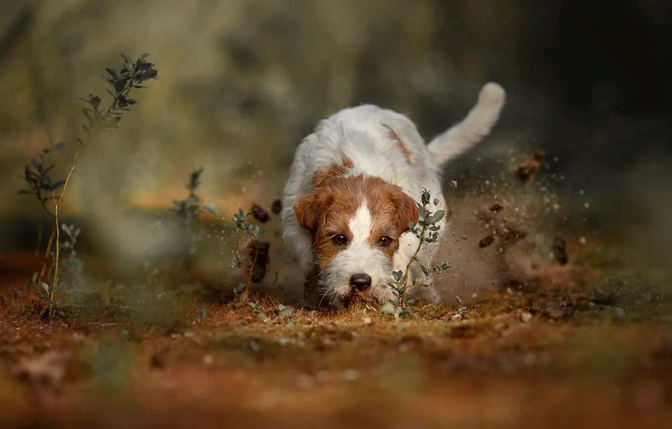 Photo wallpaper nature, animal, dog, dog, Natalia Ponikarova