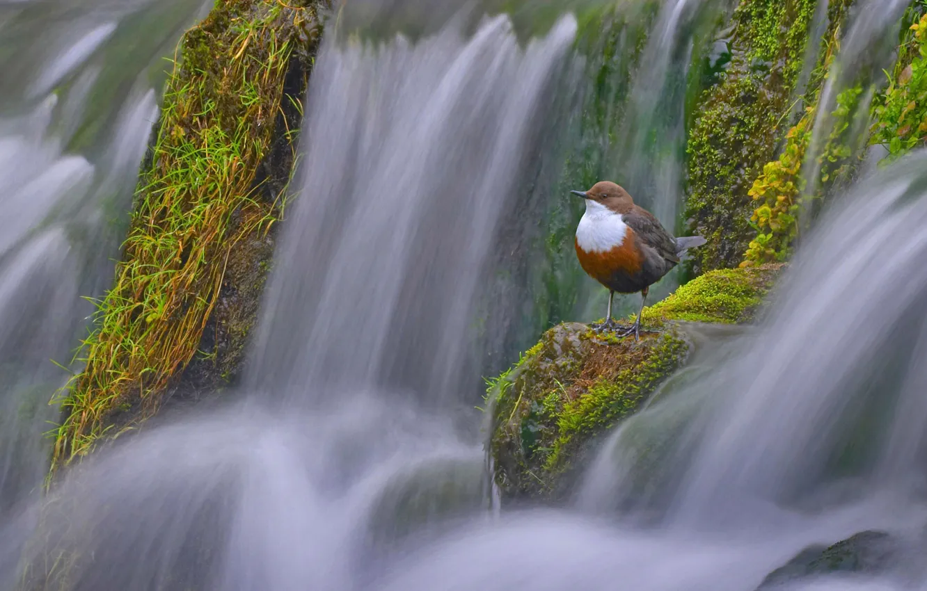 Photo wallpaper bird, England, Derbyshire, water Sparrow, dipper, water thrush