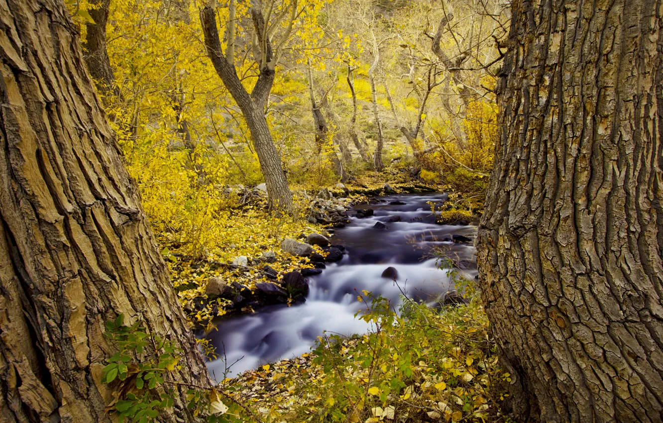 Photo wallpaper autumn, forest, trees, nature, river