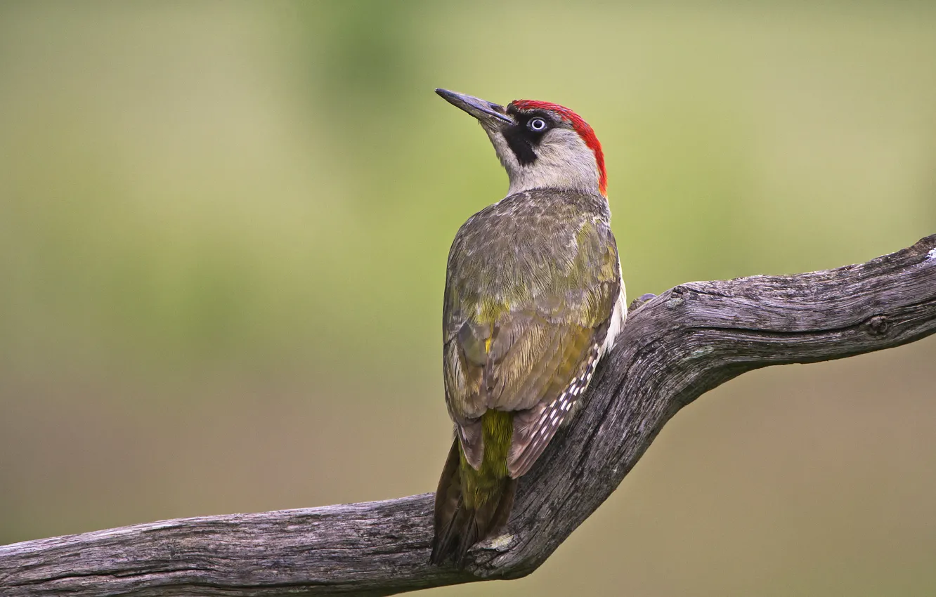 Photo wallpaper bird, branch, woodpecker