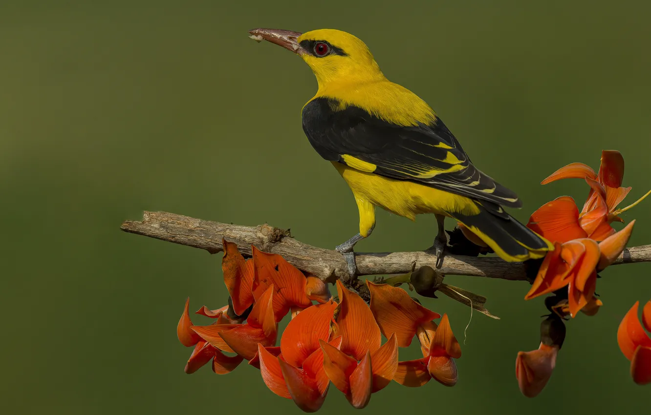 Photo wallpaper flowers, branches, green, background, bird, Oriole