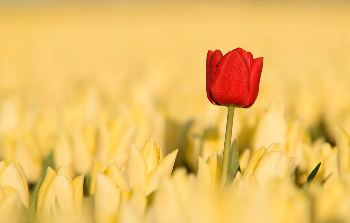 Photo wallpaper field, petals, tulips, plantation