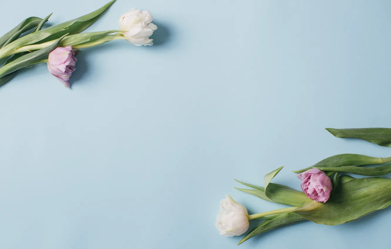Photo wallpaper flowers, background, spring, tulips, flowers, background, tulips, spring