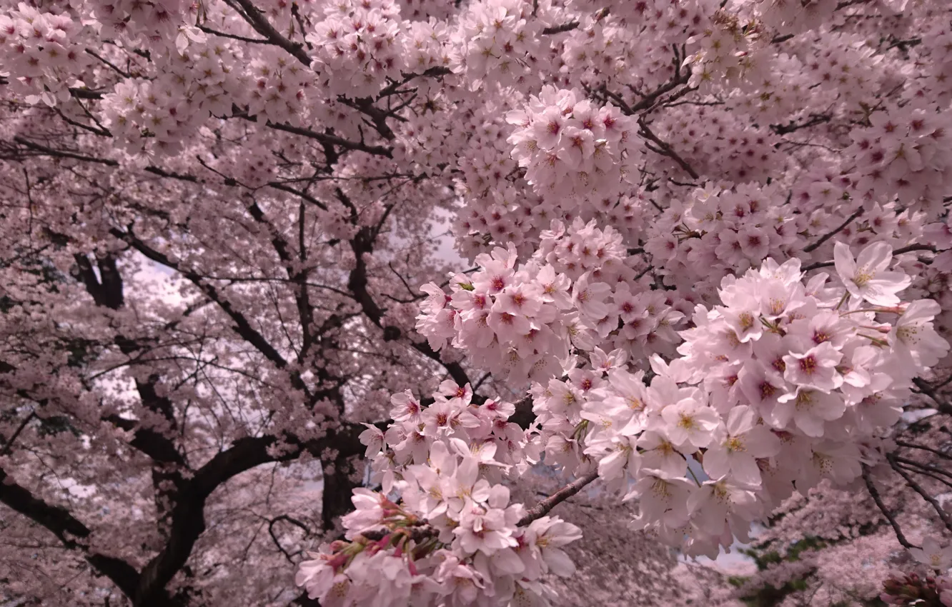 Photo wallpaper flowers, branches, tree, spring, Sakura, pink, flowering, a lot