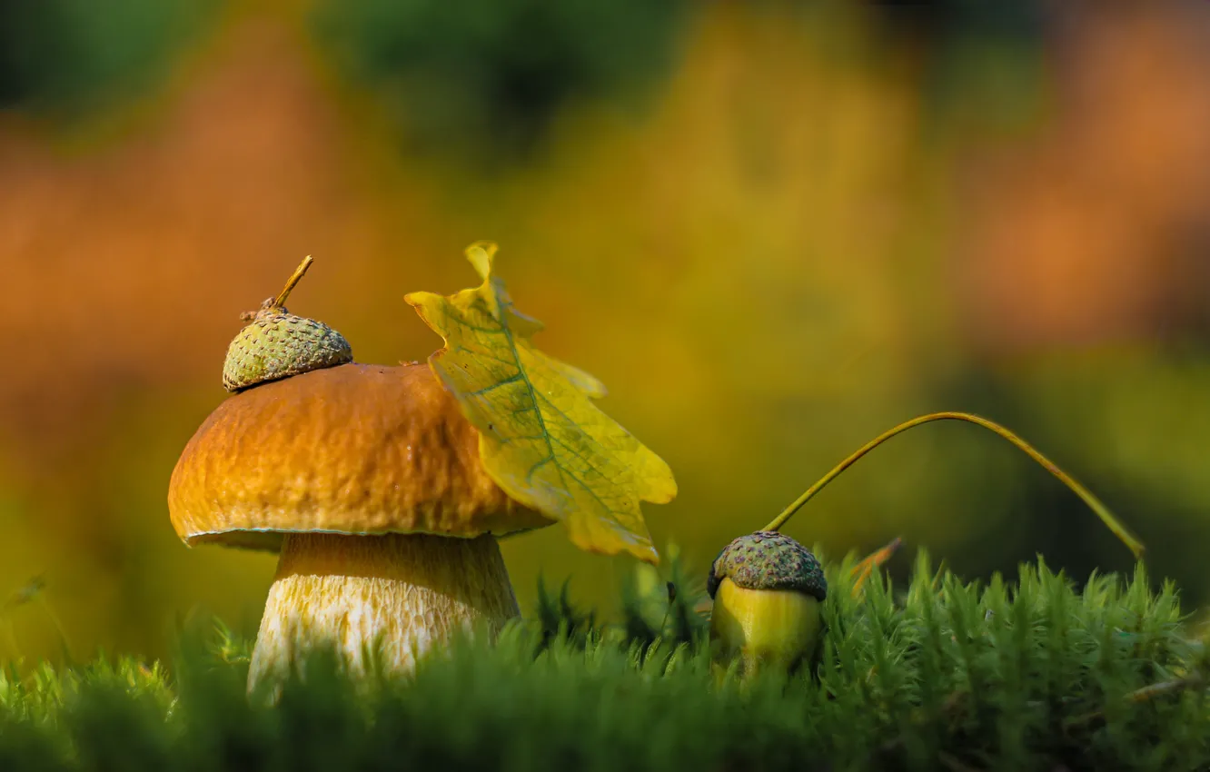 Photo wallpaper autumn, leaves, nature, mushrooms, moss, hat, acorns, Alexandra Yusupova