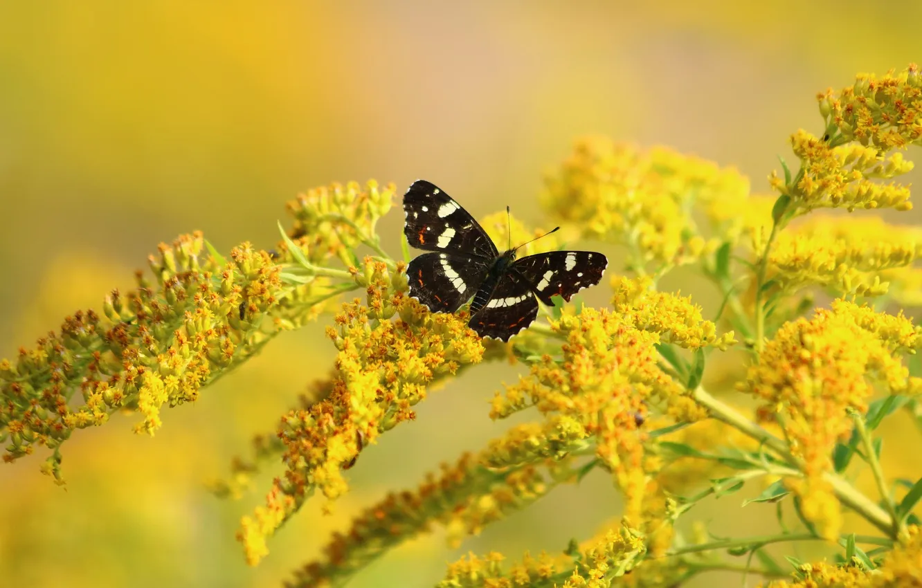 Photo wallpaper macro, butterfly, wings, flowering, closeup
