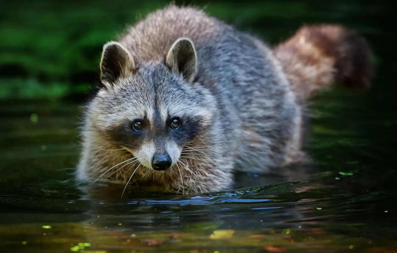 Photo wallpaper water, bathing, raccoon