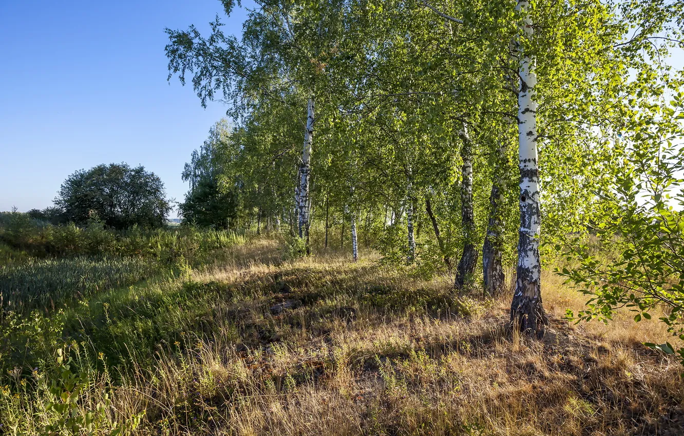 Photo wallpaper summer, nature, birch