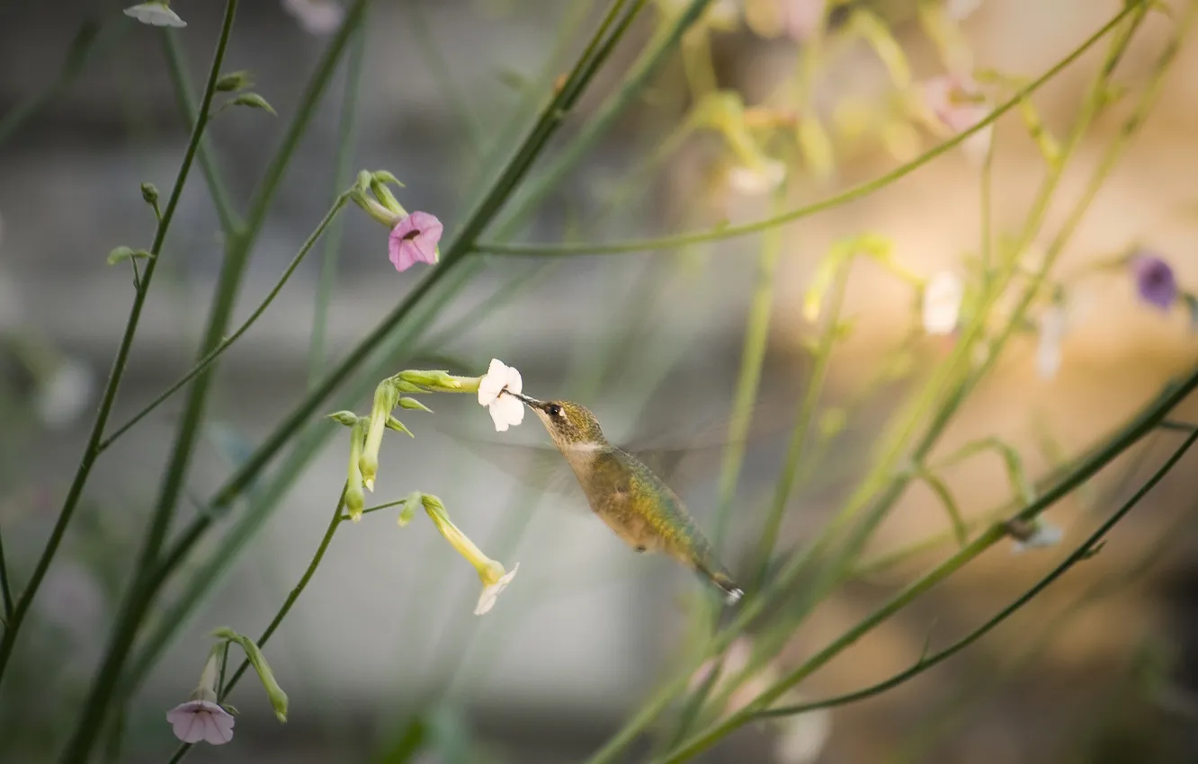 Photo wallpaper flowers, bird, plant, Hummingbird