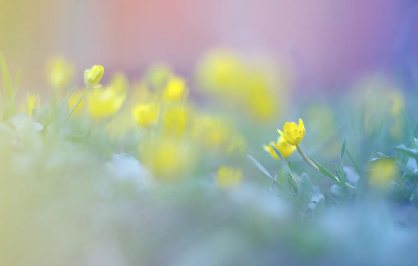 Photo wallpaper field, grass, macro, flowers, tenderness, color, focus, spring