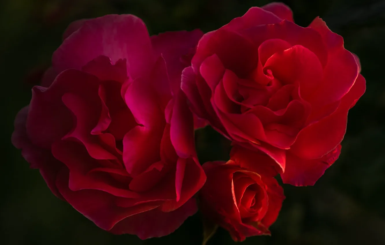 Photo wallpaper roses, black background, red roses