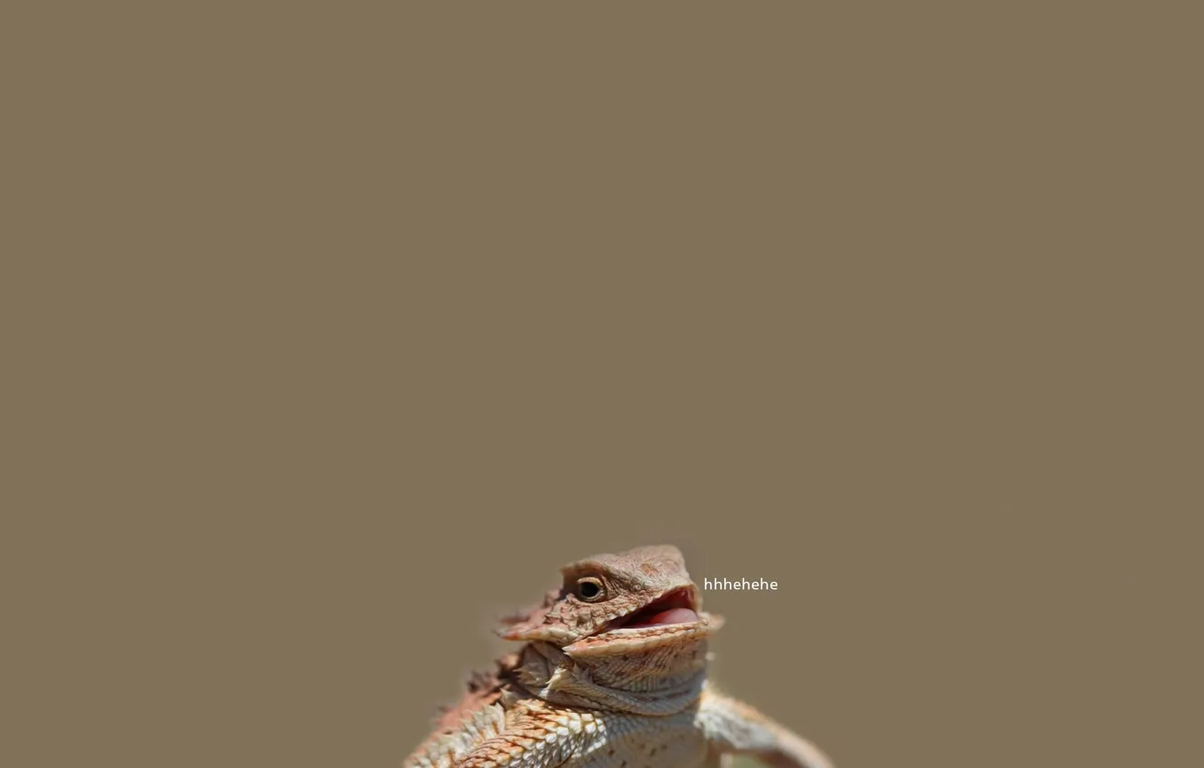 Photo wallpaper background, humor, lizard, reptile, Varan