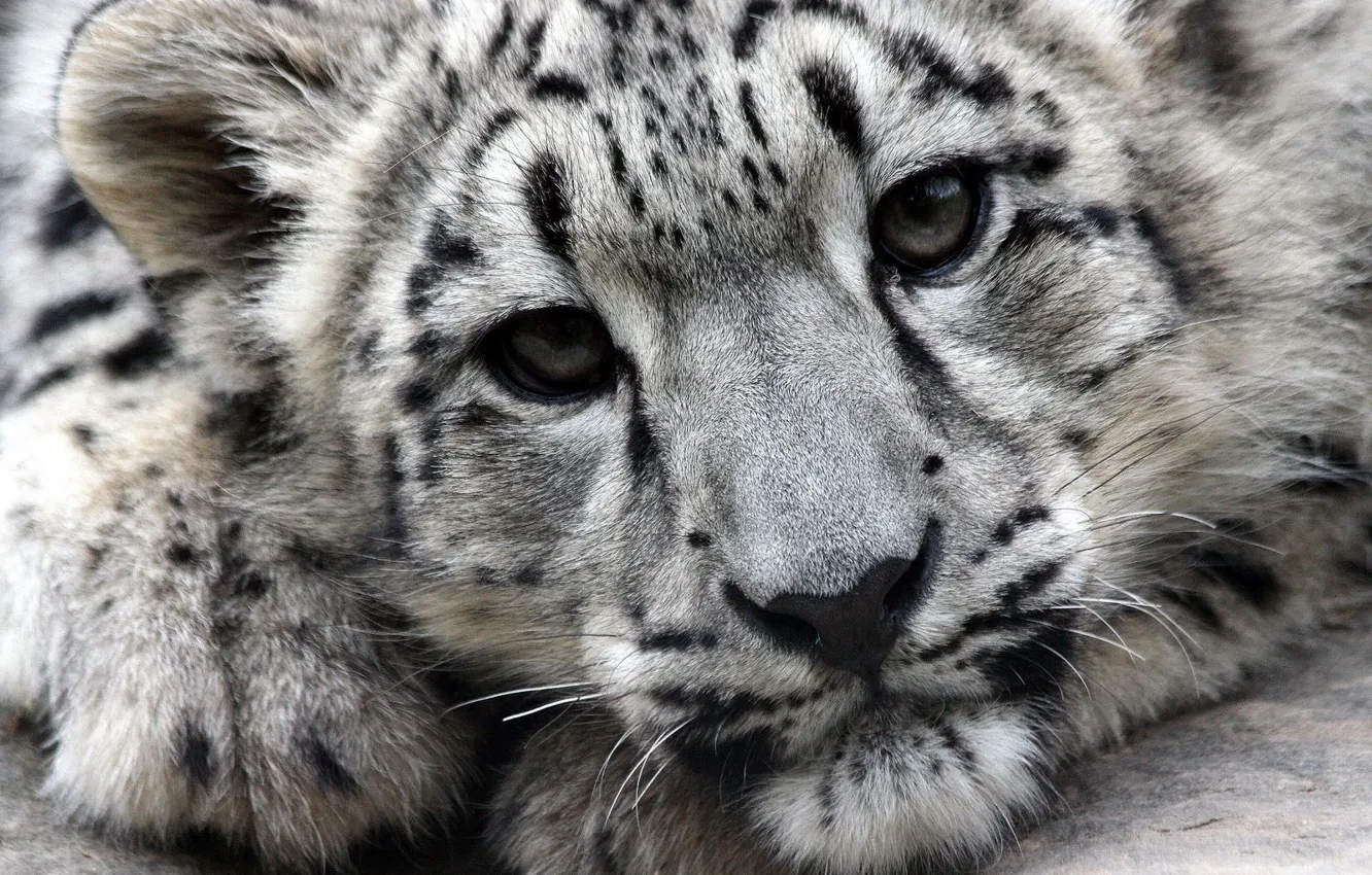Photo wallpaper face, predator, IRBIS, snow leopard, snow leopard
