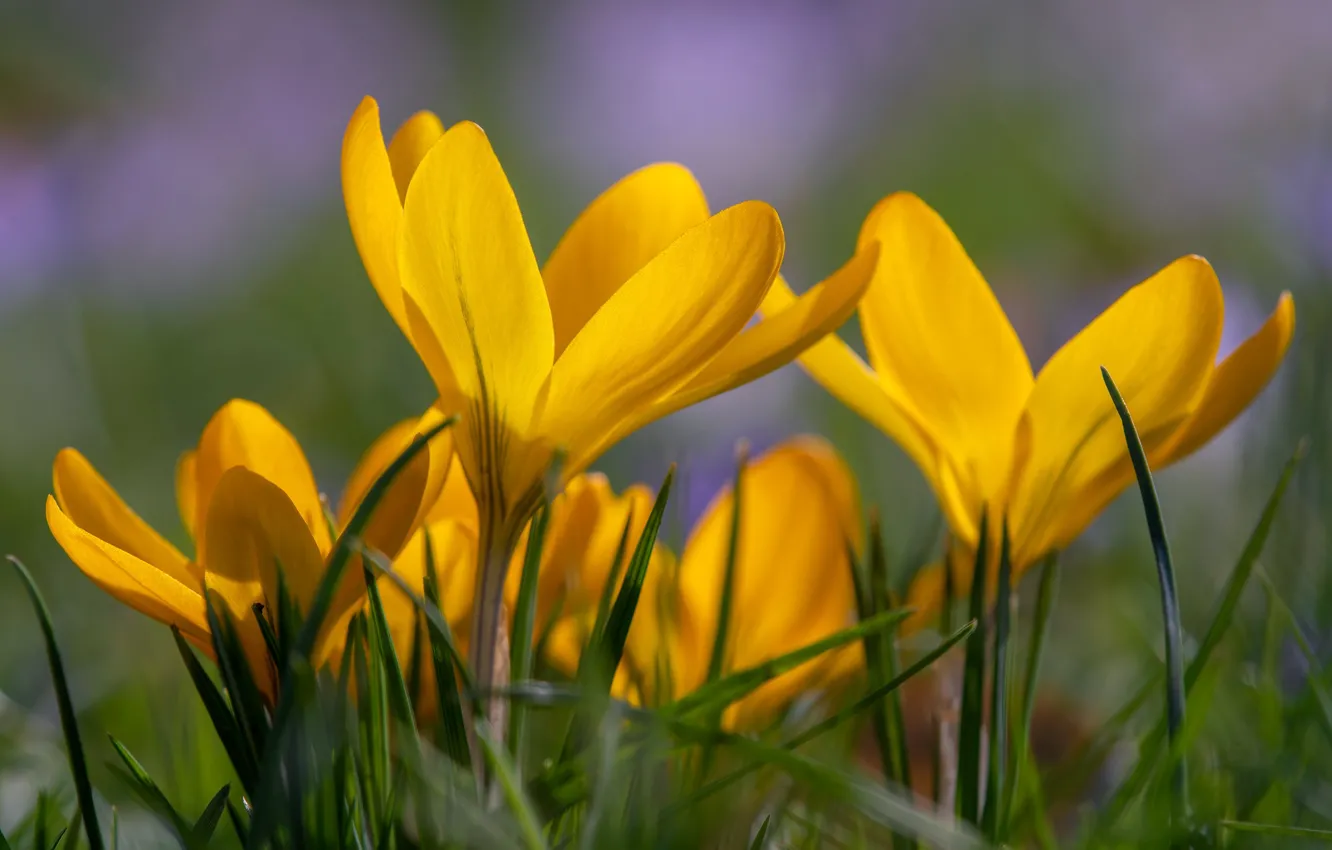 Photo wallpaper macro, yellow, Crocuses, Saffron