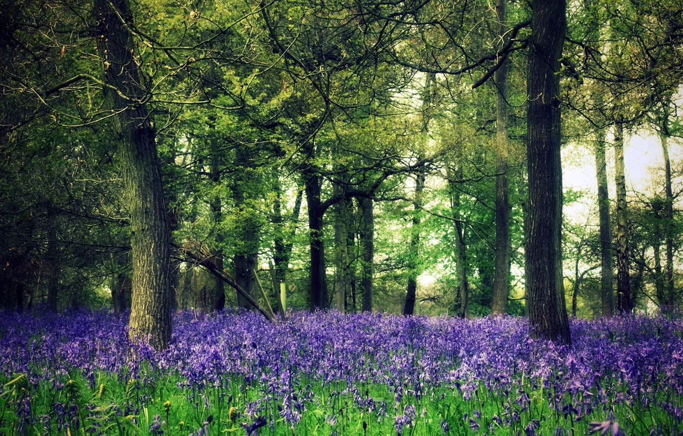 Photo wallpaper forest, trees, flowers, nature