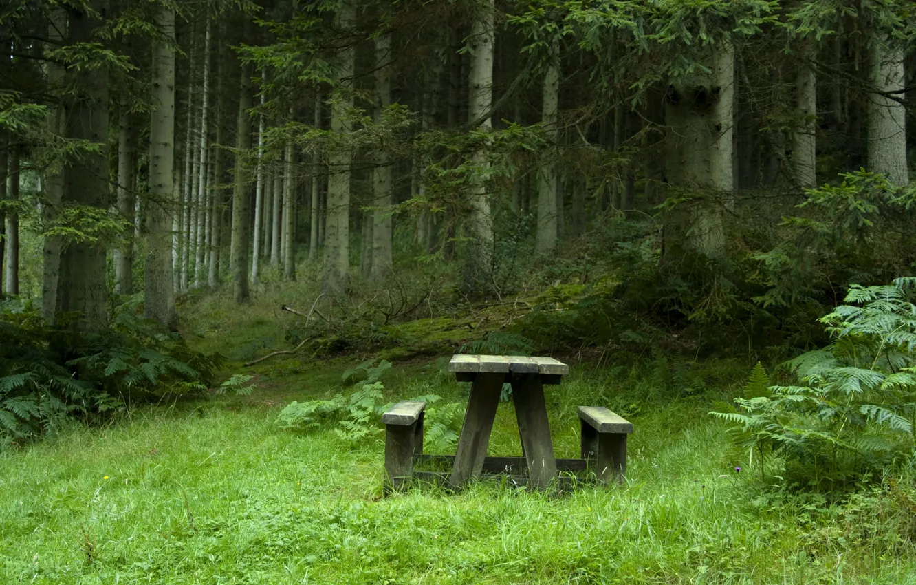 Photo wallpaper benches, on the meadow, spruce forest