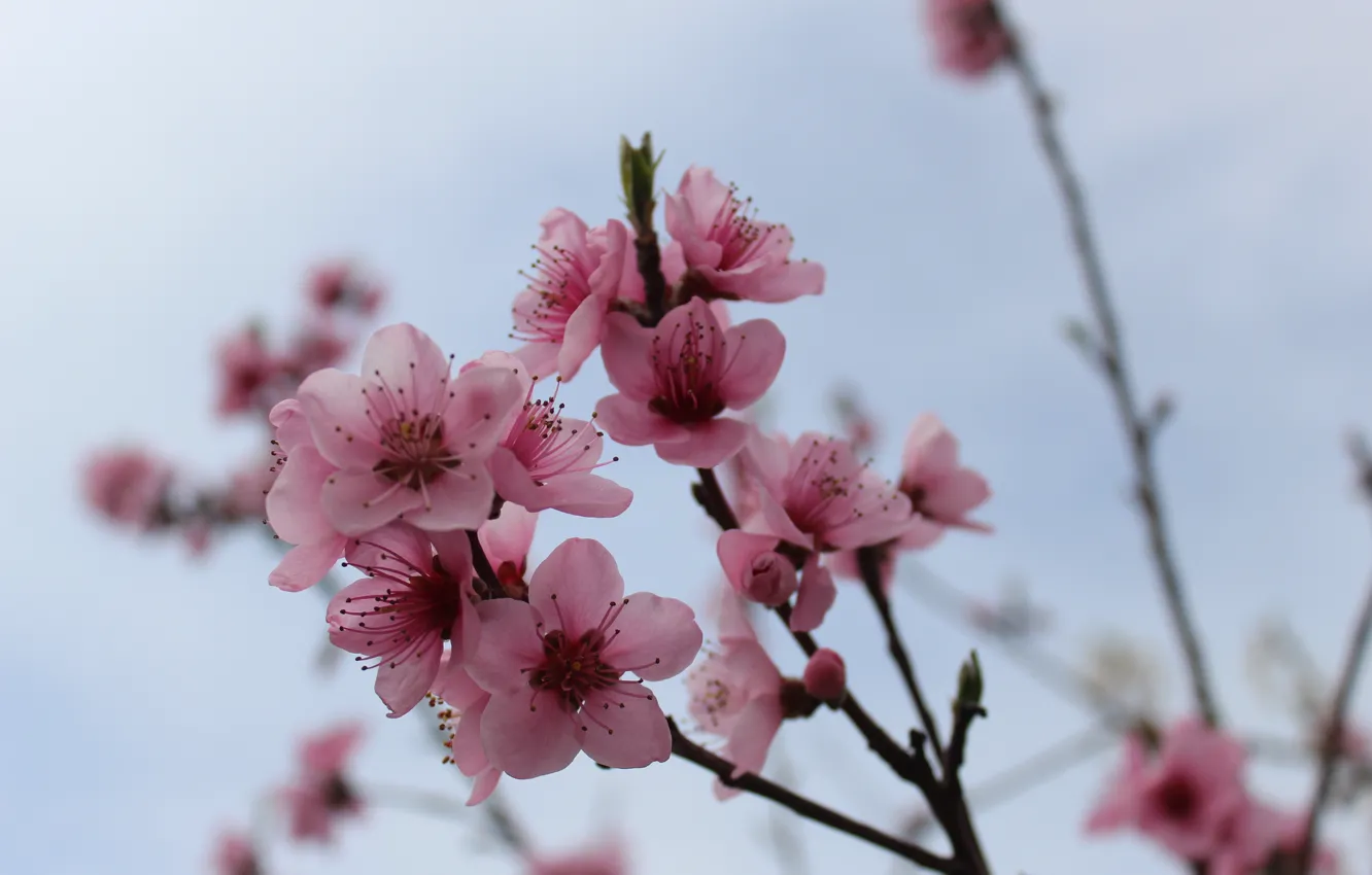 Photo wallpaper the sky, sprig, spring, the evening, peaches, kidney, pink flowers, translucent