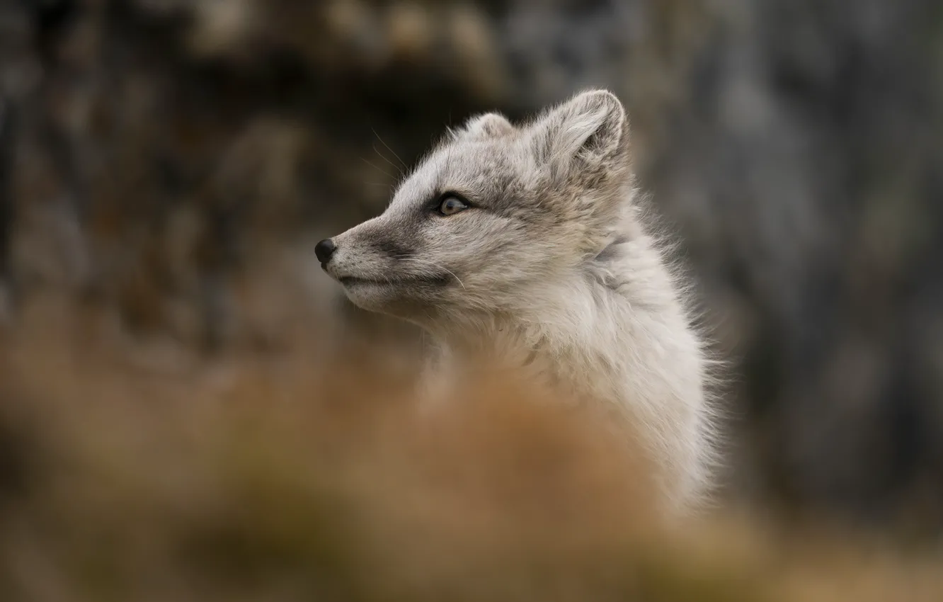 Photo wallpaper look, portrait, profile, face, Fox, bokeh, blurred background, looks away