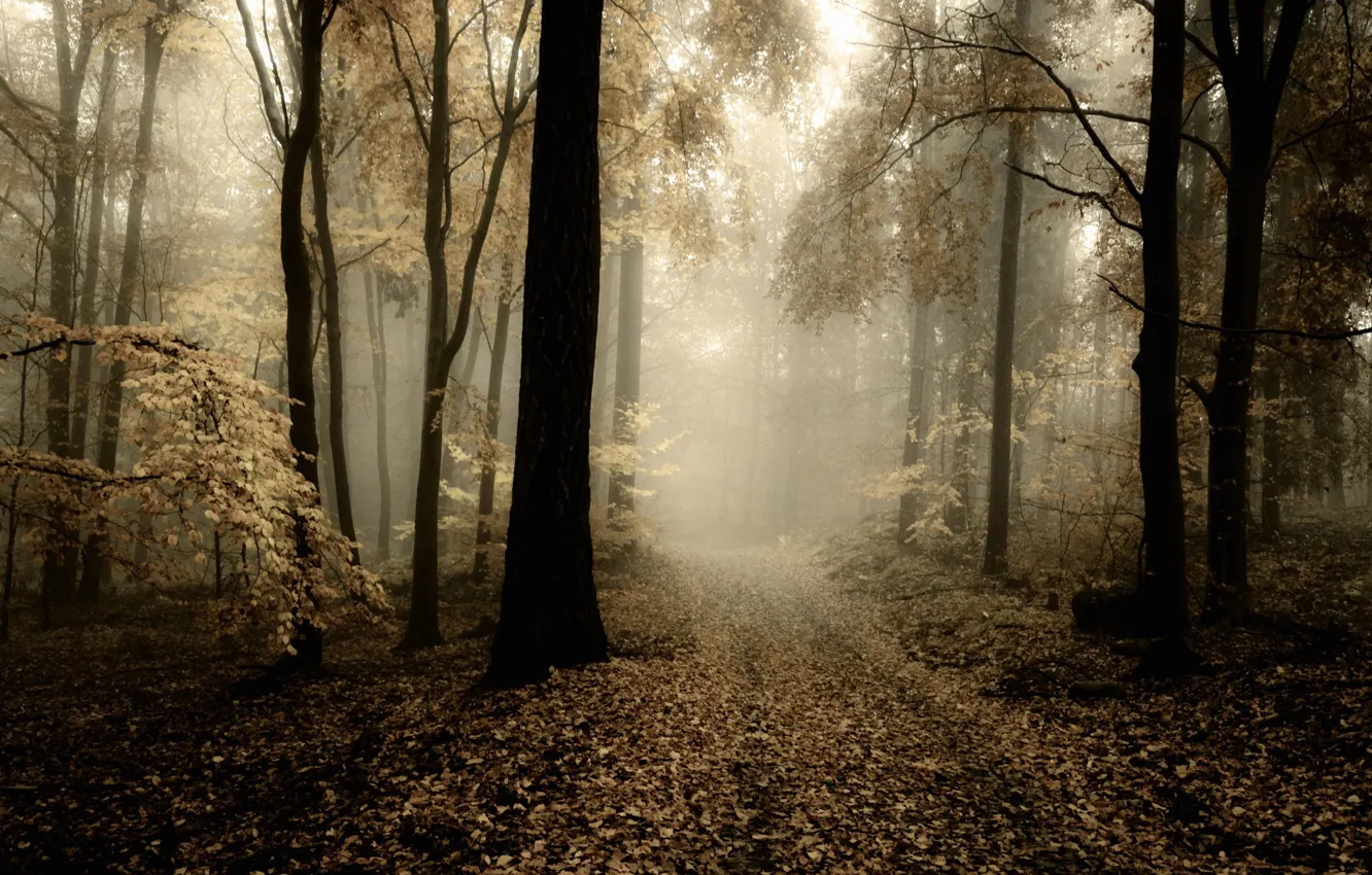 Photo wallpaper road, autumn, forest, nature, day, dim