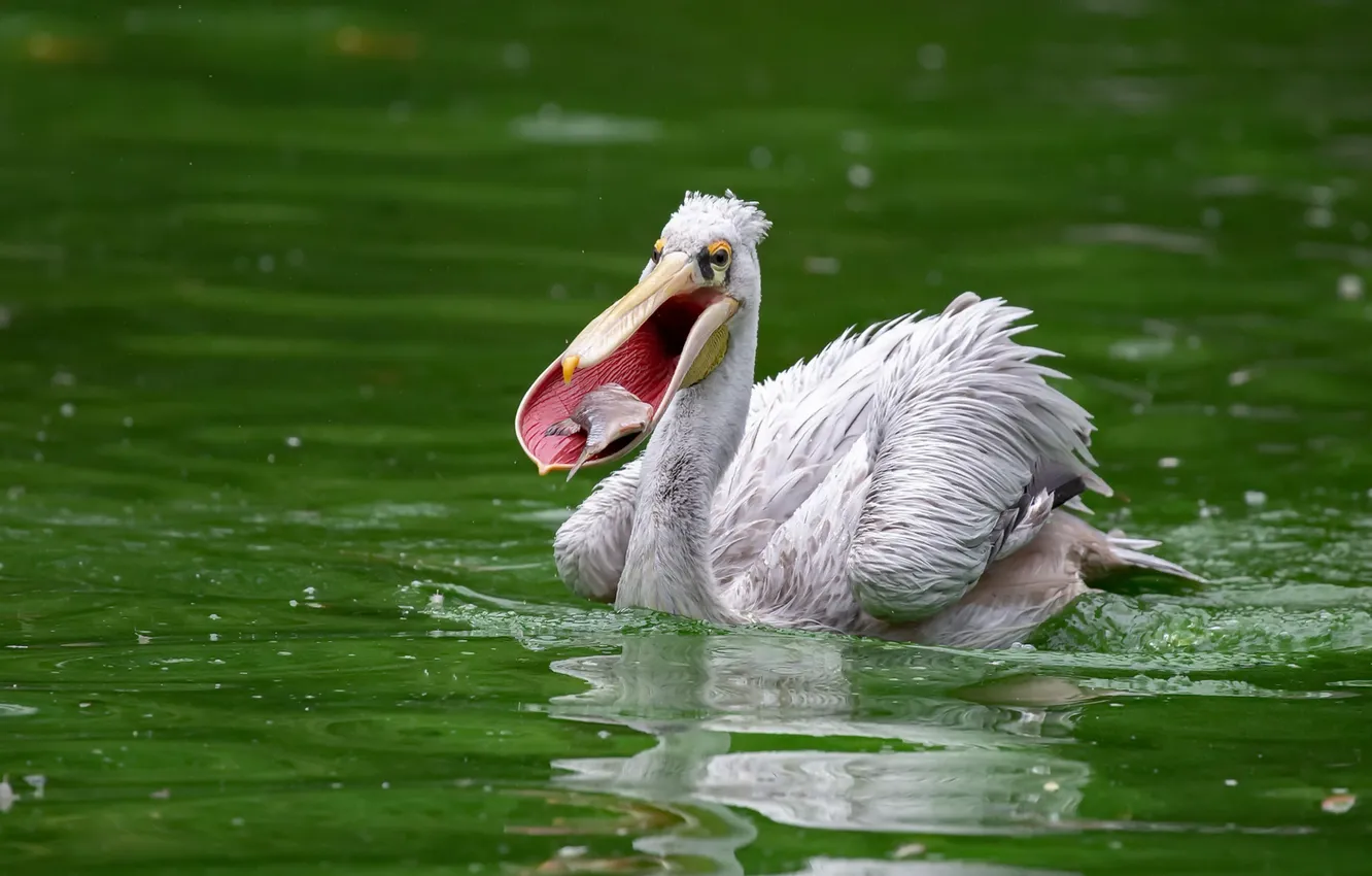 Photo wallpaper bird, fish, Pelican