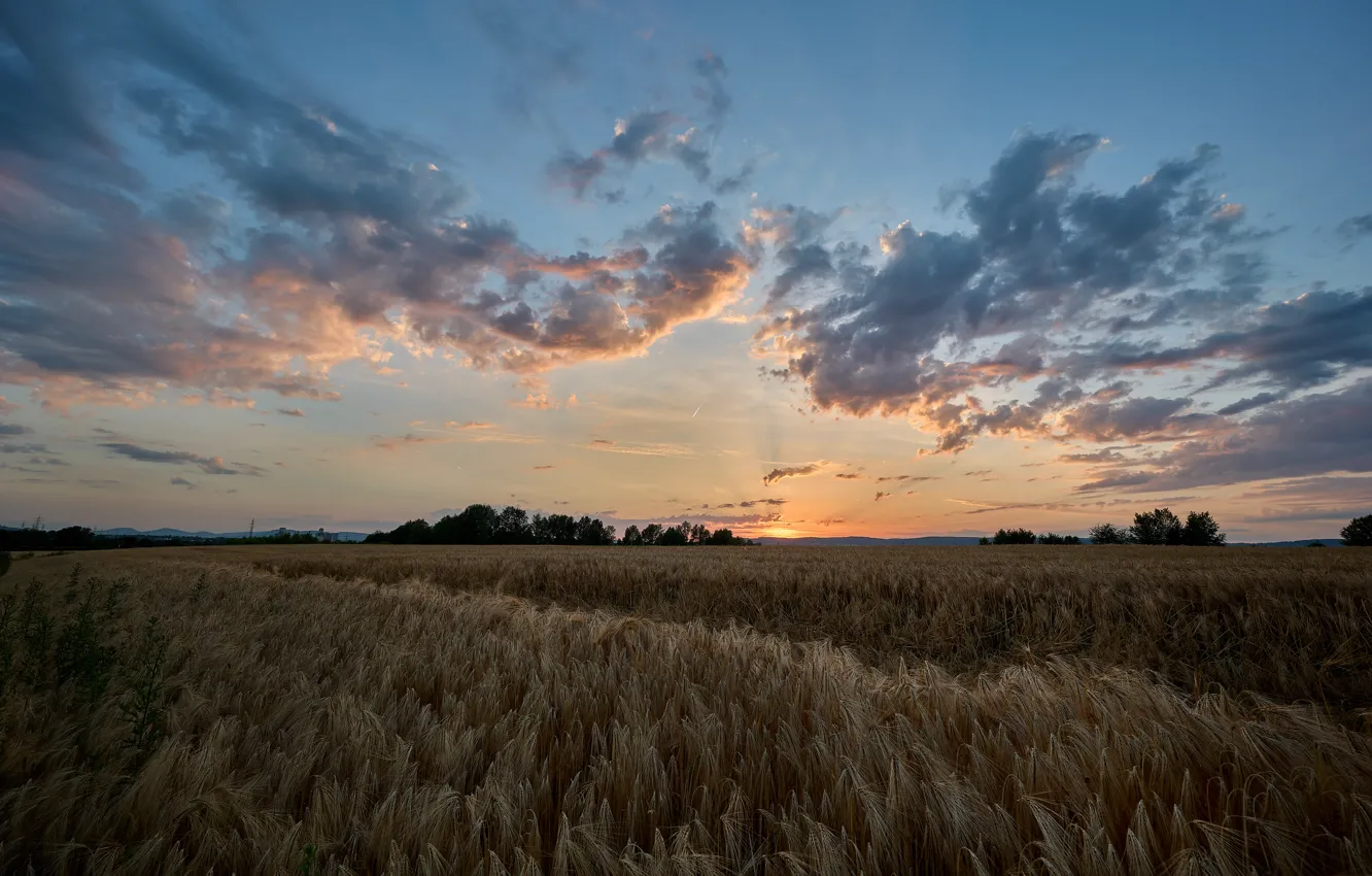 Photo wallpaper field, the sky, clouds, sunset, rye, space, ears, cereals