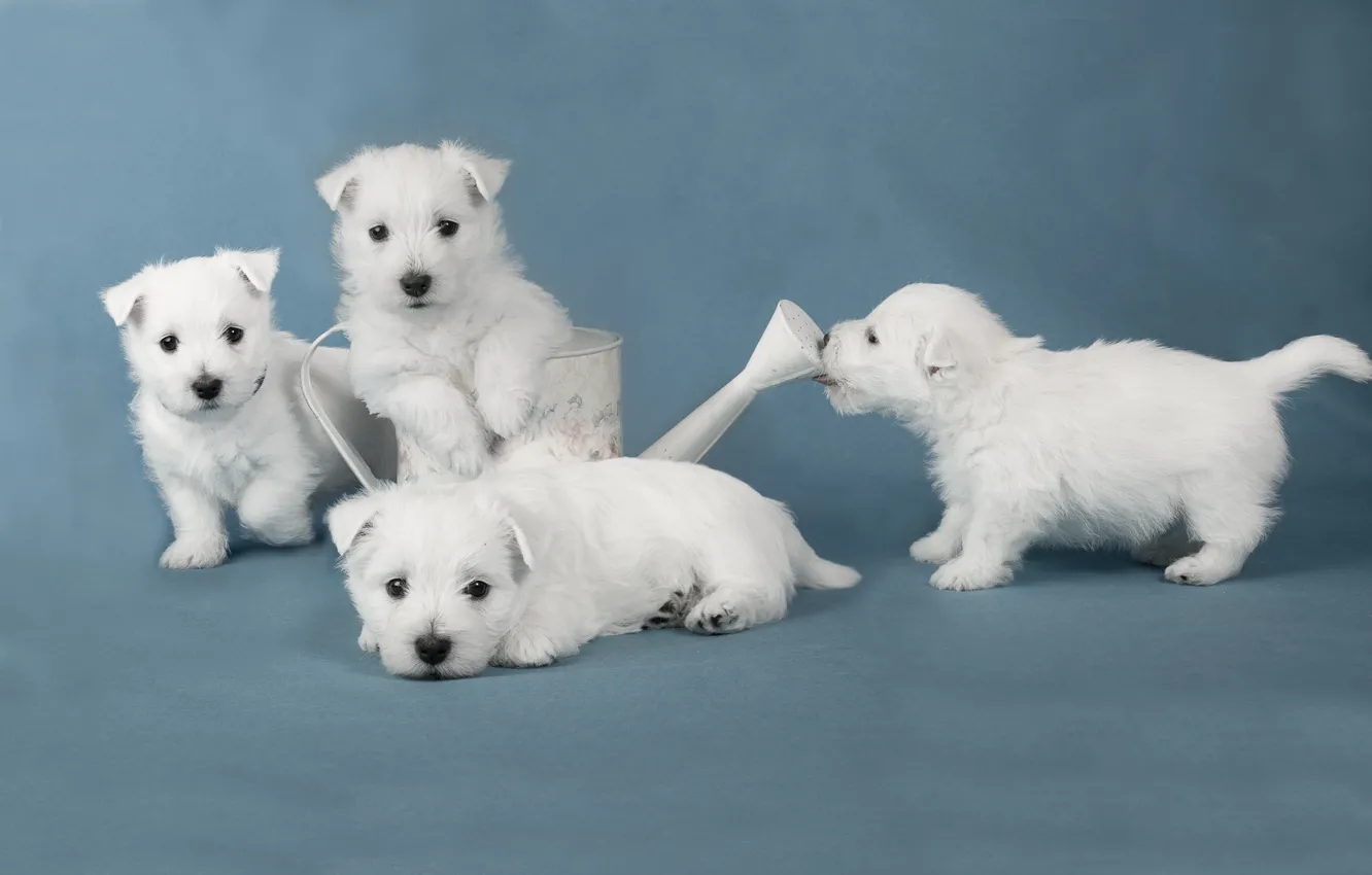 Photo wallpaper dog, puppy, white terriers