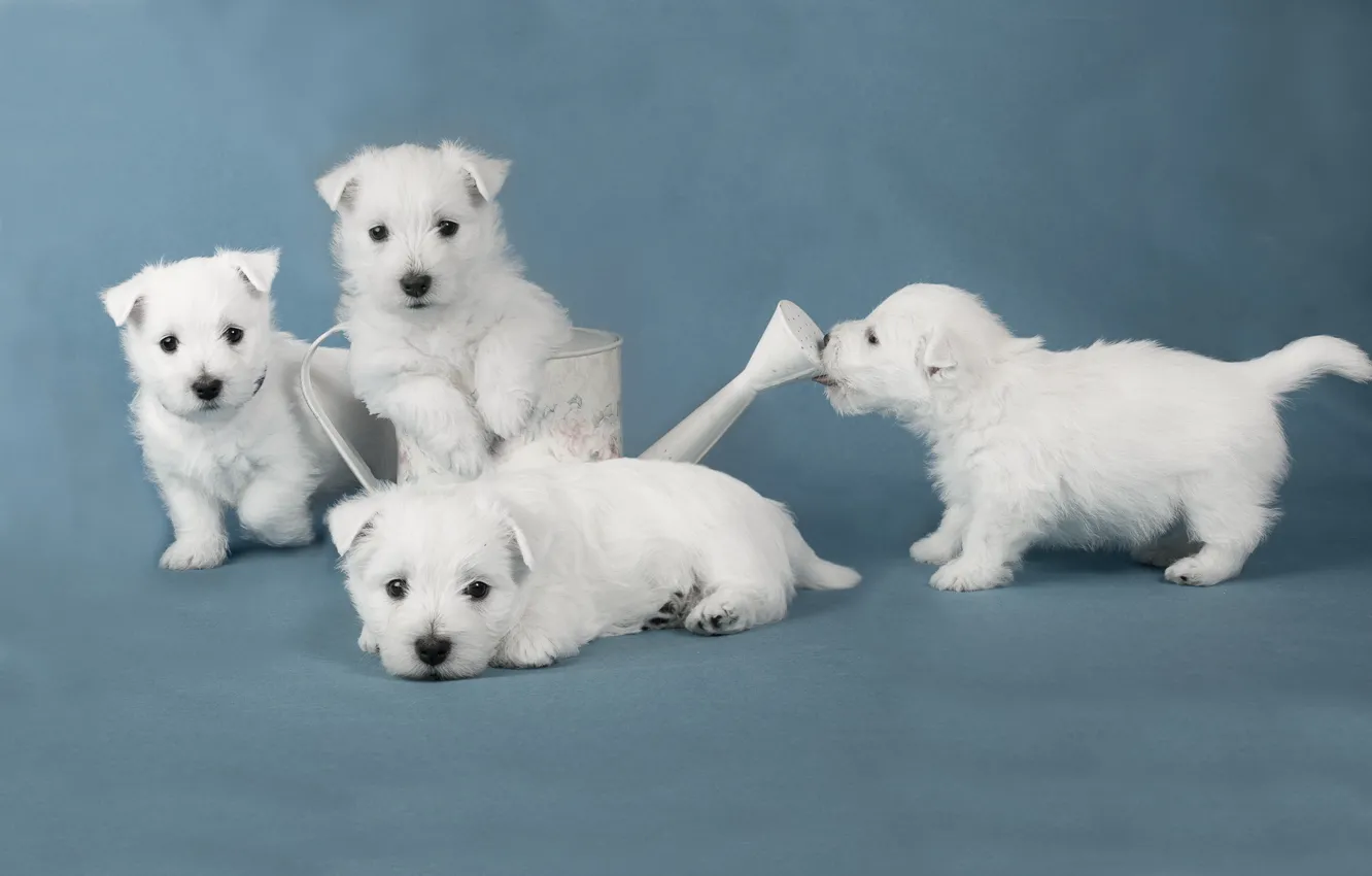 Photo wallpaper dogs, puppies, white terriers