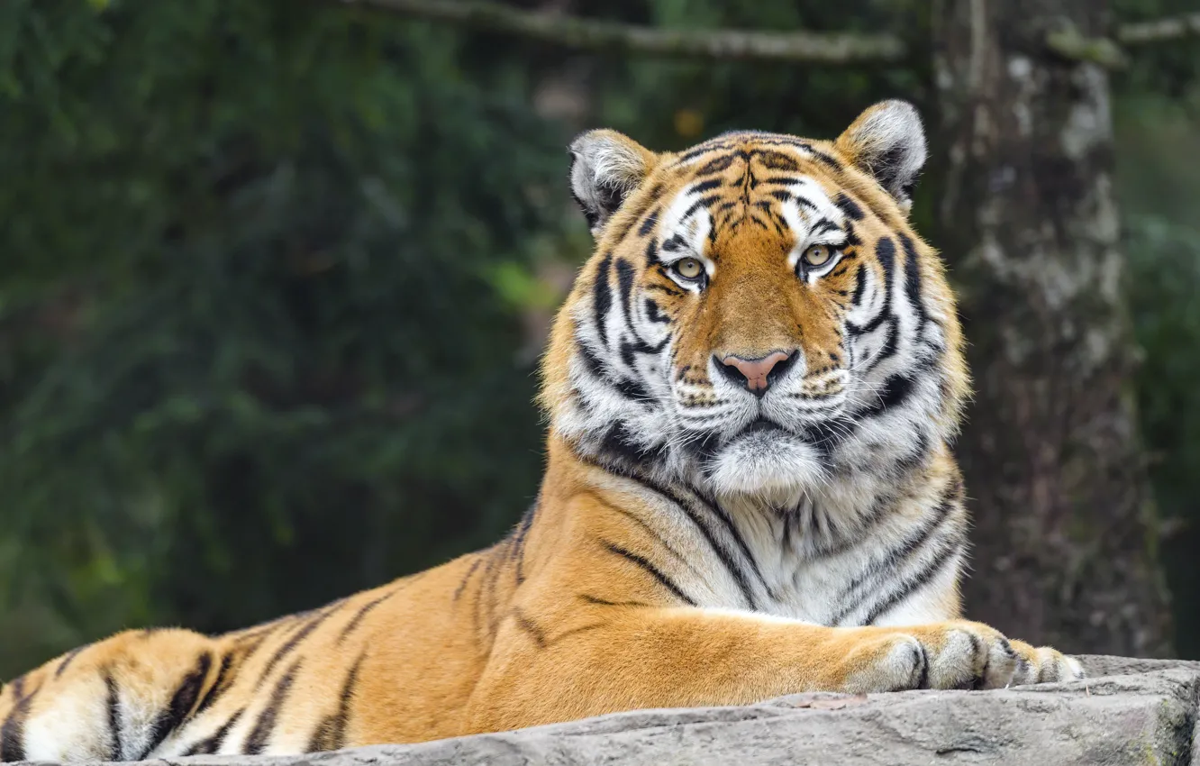 Photo wallpaper tiger, face, nature, lies