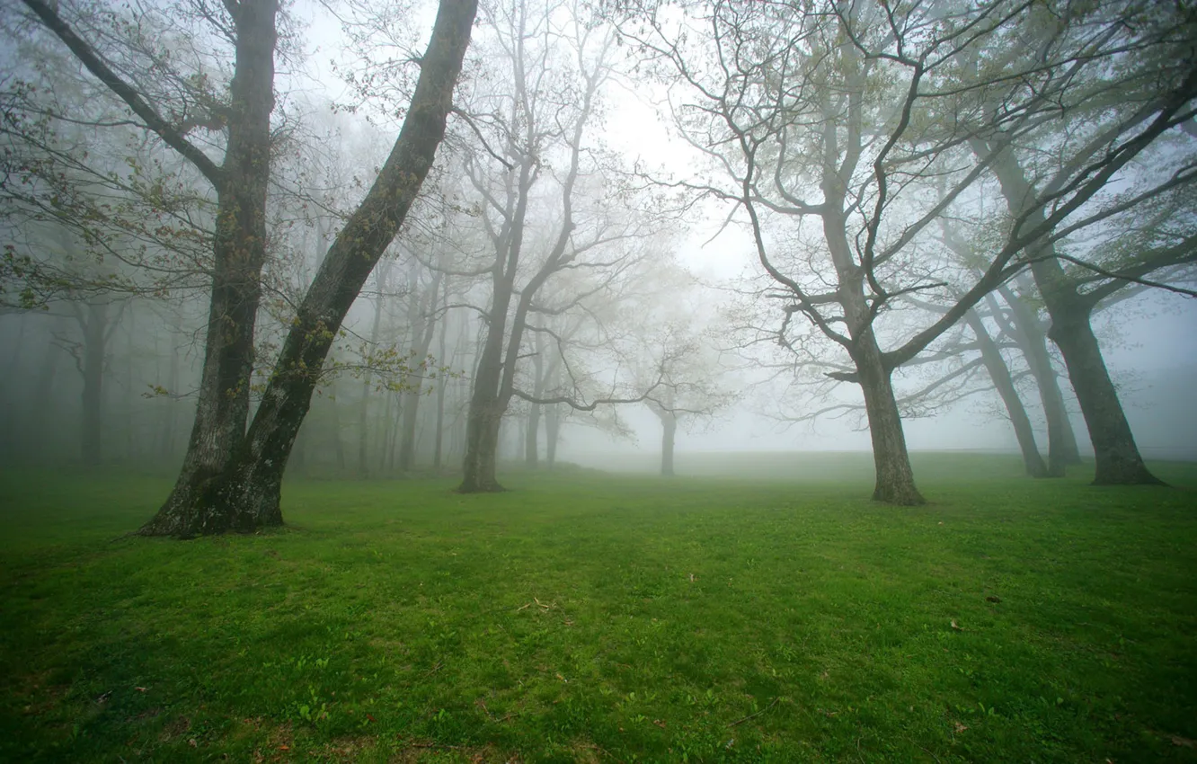 Photo wallpaper forest, trees, fog