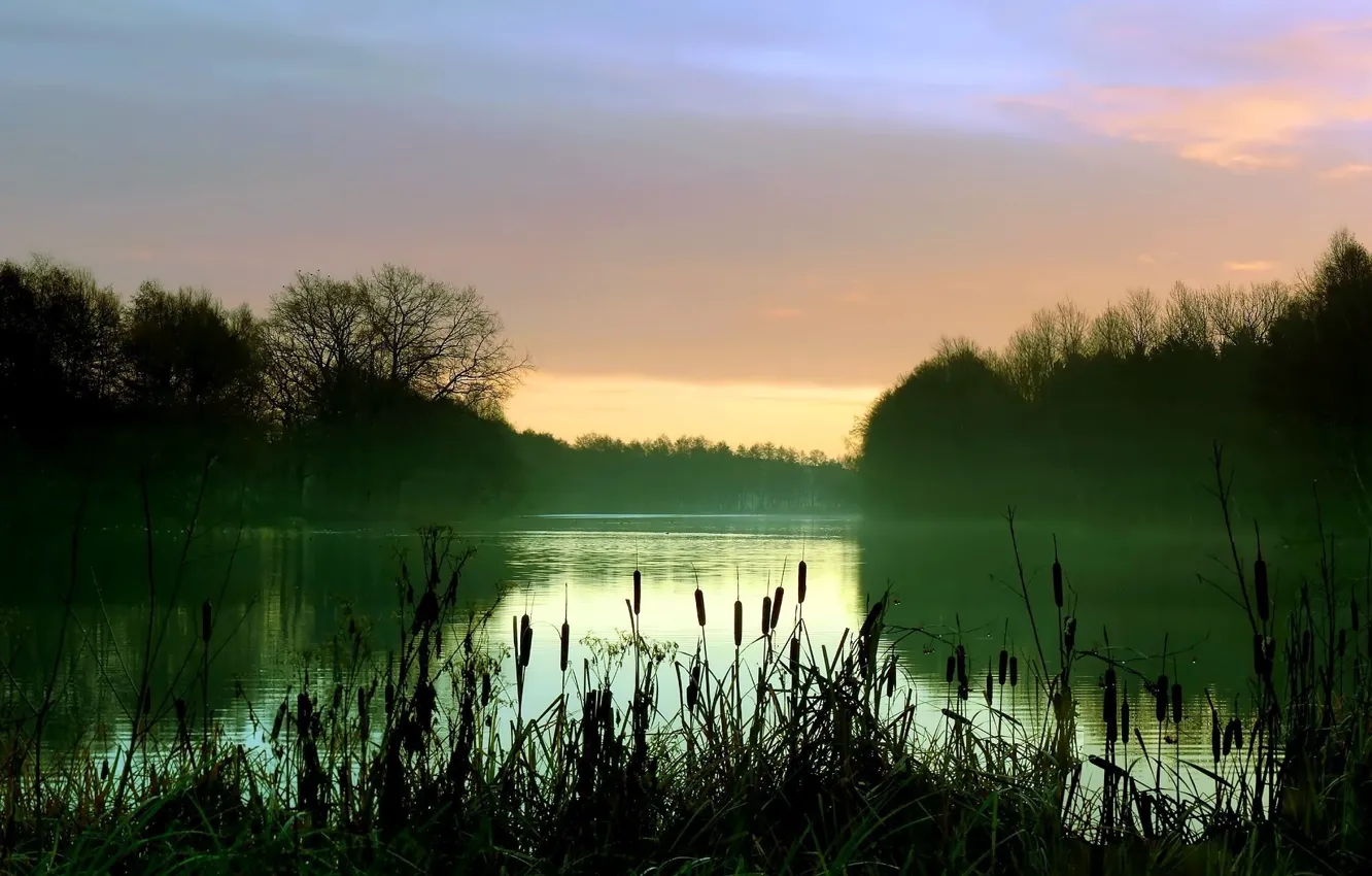 Photo wallpaper fog, lake, morning, reed