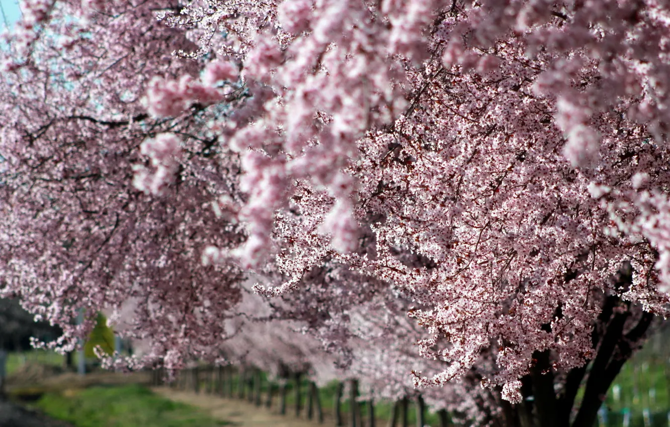 Photo wallpaper flowers, tree, spring