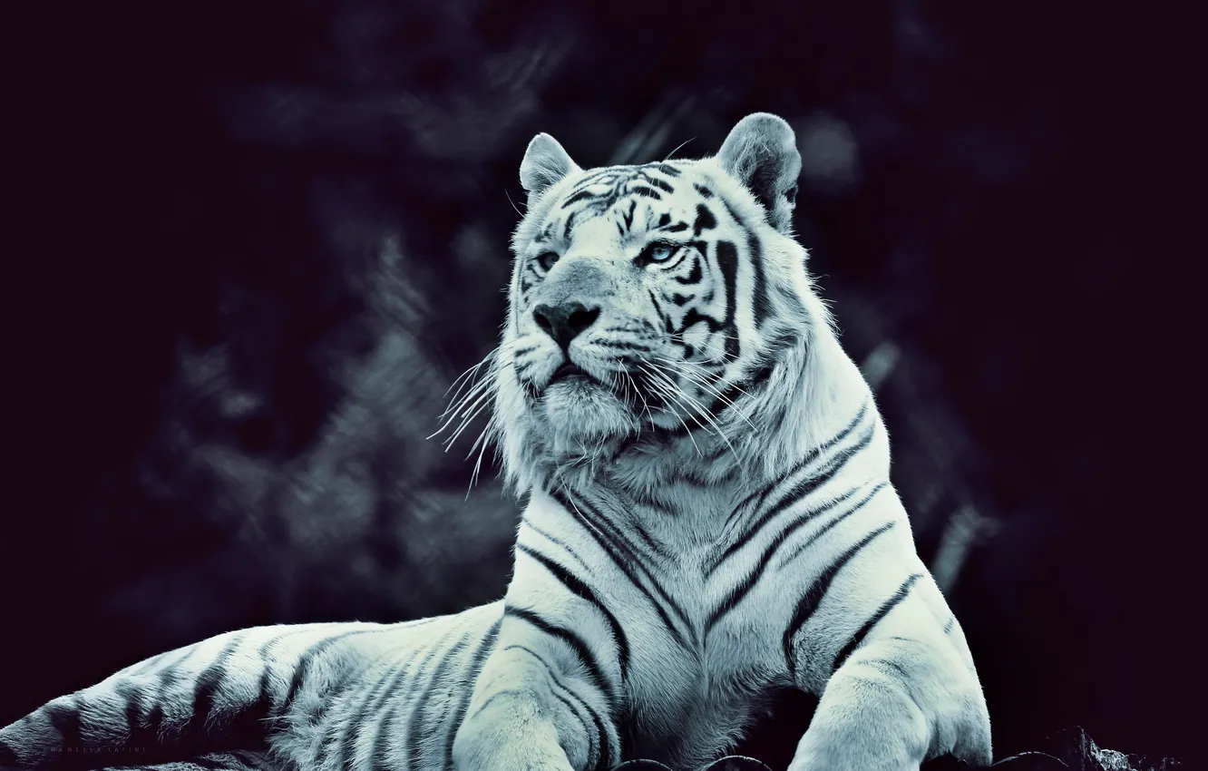 Photo wallpaper strips, tiger, handsome